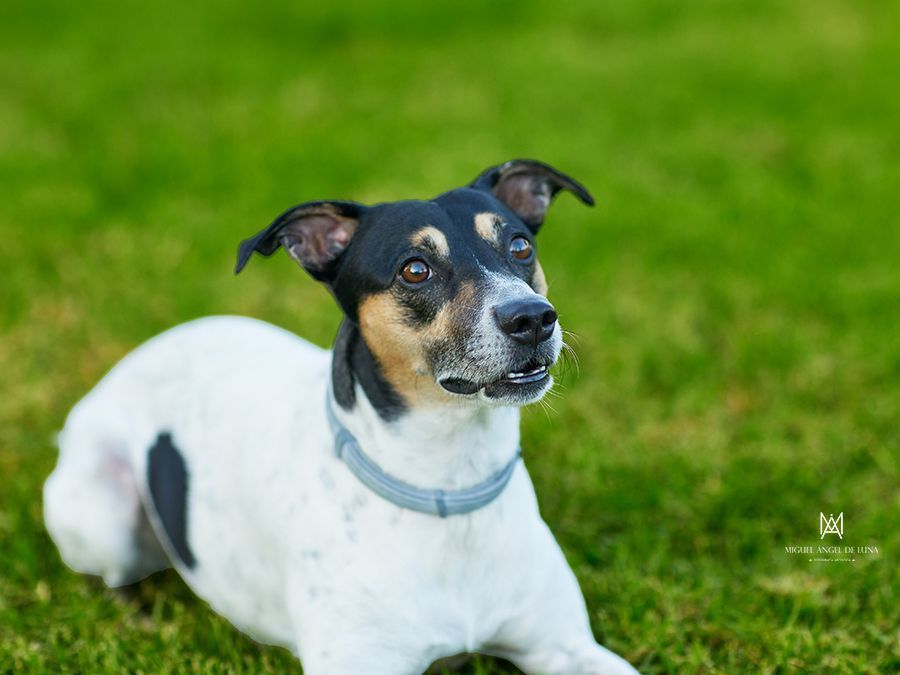 Sesión de fotos de mascotas en Murcia